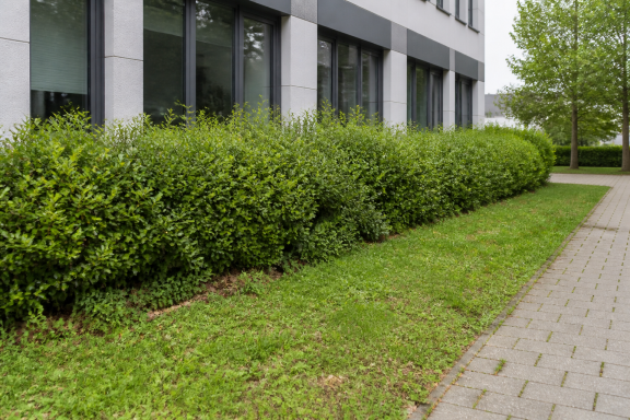 Grünanlagenpflege – VORHER Ungepflegte Grünanlage vor professioneller Grünanlagenpflege
